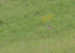 Cisticola natalensis