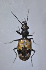 Lachnophorus elegantulus
