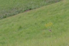 Cisticola natalensis