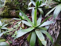 Agave hiemiflora