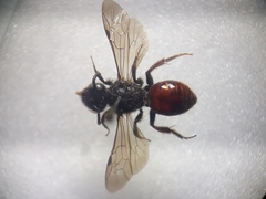 Sphecodes ruficrus