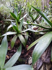 Agave hiemiflora