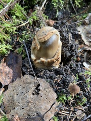 Amanita umbrinolutea