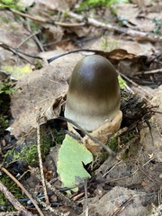 Amanita umbrinolutea