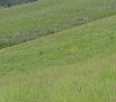 Cisticola natalensis
