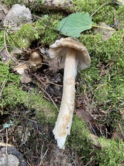 Amanita umbrinolutea
