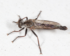 Neomochtherus piceus