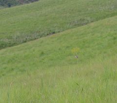 Cisticola natalensis