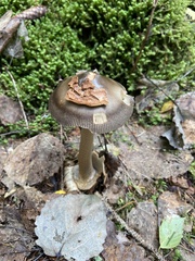Amanita umbrinolutea