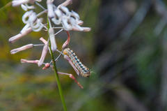 Psycharium pellucens