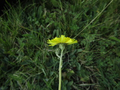 Pilosella lactucella