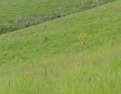 Cisticola natalensis