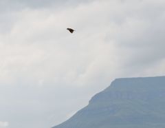 Cisticola natalensis