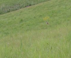 Cisticola natalensis
