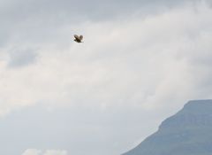 Cisticola natalensis