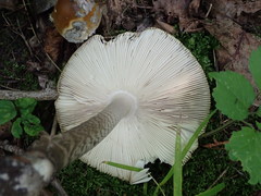 Amanita ceciliae