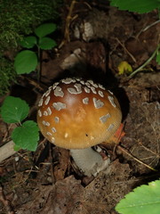 Amanita ceciliae