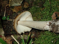 Amanita ceciliae
