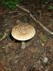 Amanita ceciliae