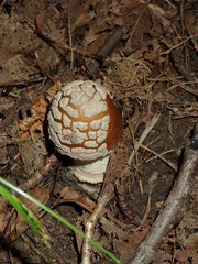Amanita ceciliae