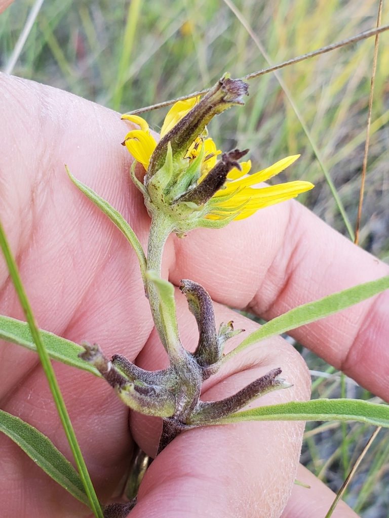 Olpodiplosis helianthi