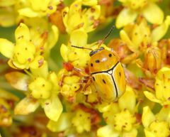 Cryptocephalus decemnotatus