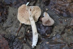 Lactarius azonites