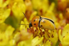 Cryptocephalus decemnotatus