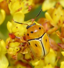 Cryptocephalus decemnotatus