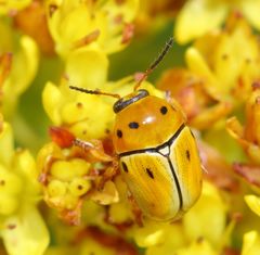 Cryptocephalus decemnotatus