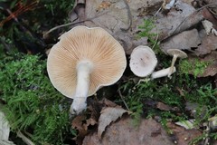 Lactarius azonites