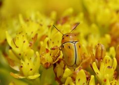 Cryptocephalus decemnotatus