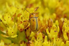 Cryptocephalus decemnotatus