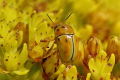 Cryptocephalus decemnotatus