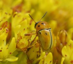 Cryptocephalus decemnotatus