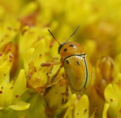 Cryptocephalus decemnotatus