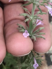 Hedeoma oblongifolia