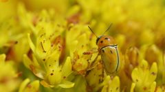 Cryptocephalus decemnotatus