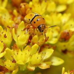 Cryptocephalus decemnotatus