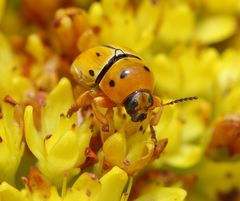 Cryptocephalus decemnotatus