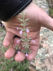 Hedeoma oblongifolia