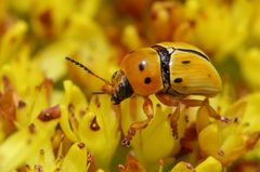 Cryptocephalus decemnotatus