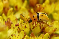 Cryptocephalus decemnotatus