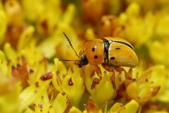 Cryptocephalus decemnotatus