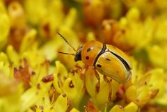 Cryptocephalus decemnotatus