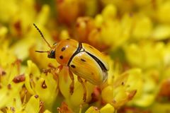 Cryptocephalus decemnotatus