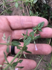 Hedeoma oblongifolia