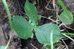 Arisaema amurense