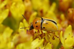 Cryptocephalus decemnotatus