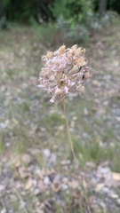 Allium lineare